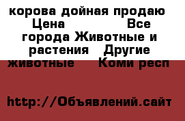 корова дойная продаю › Цена ­ 100 000 - Все города Животные и растения » Другие животные   . Коми респ.